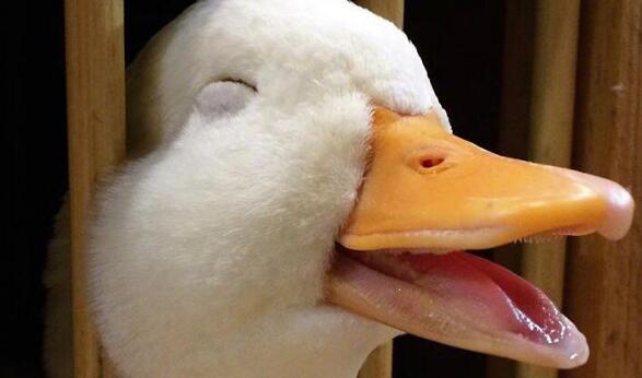 最近流行的鸭子表情包